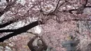 Seorang perempuan yang mengenakan masker mengambil foto bunga sakura musiman di Taman Ueno, Tokyo, Jepang pada 24 Maret 2022. Taman Ueno merupakan salah satu tempat menikmati mekar Bunga Sakura paling populer di Tokyo. (AP Photo/Eugene Hoshiko)