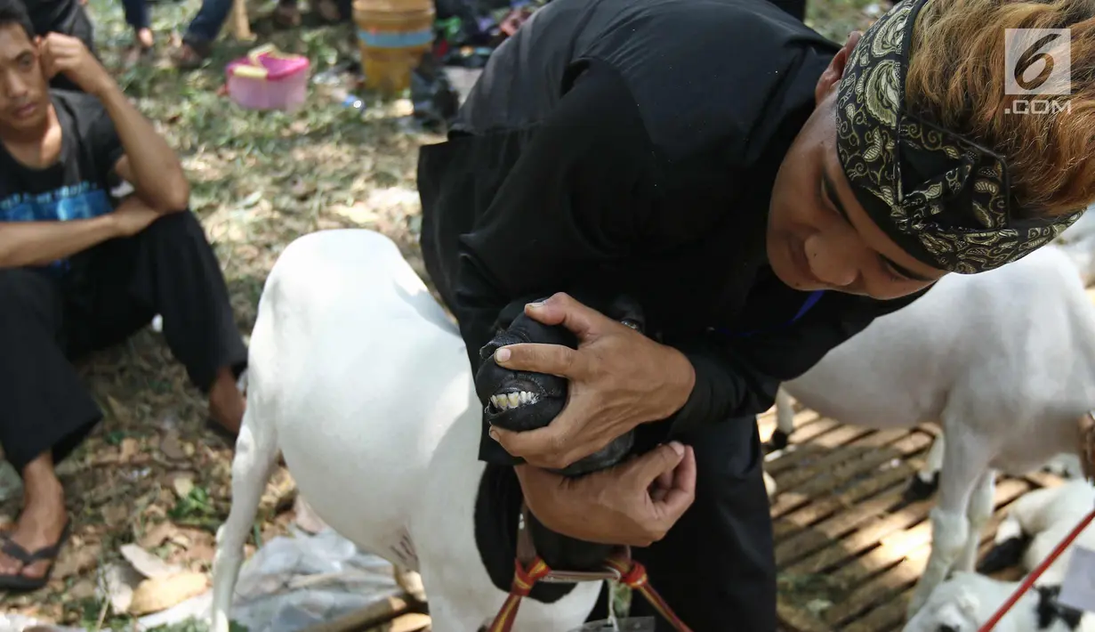 Peserta menunjukkan gigi domba saat lomba kontes ternak domba dalam acara jambore peternakan nasional 2017 di Buperta Cibubur, Jakarta, Sabtu (23/9). Kontes ternak domba diikuti 131 peserta. (Liputan6.com/Herman Zakharia)