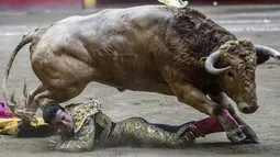 Matador asal Kolombia, Guillermo Valencia terjatuh setelah diseruduk seekor banteng saat bertarung di arena adu banteng La Macarena di Medellin, Kolombia, (3/2). (AFP Photo/Joaquin Sarmiento)