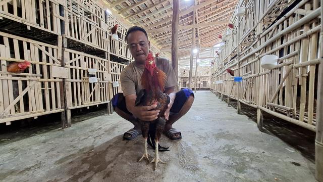 Cerita Kepala Desa di Lampung, Berawal dari Hobi Kini Sukses Beternak Ayam Pakoy