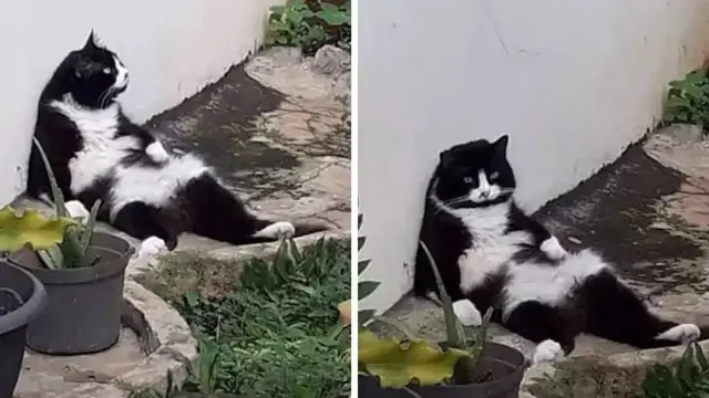 10 Potret Lucu Pose Kucing saat Duduk Ini Bikin Gemas