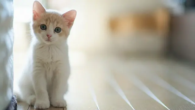 Foto: copyright strongcoffey.com