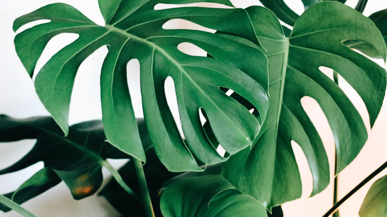 Tanaman Monstera