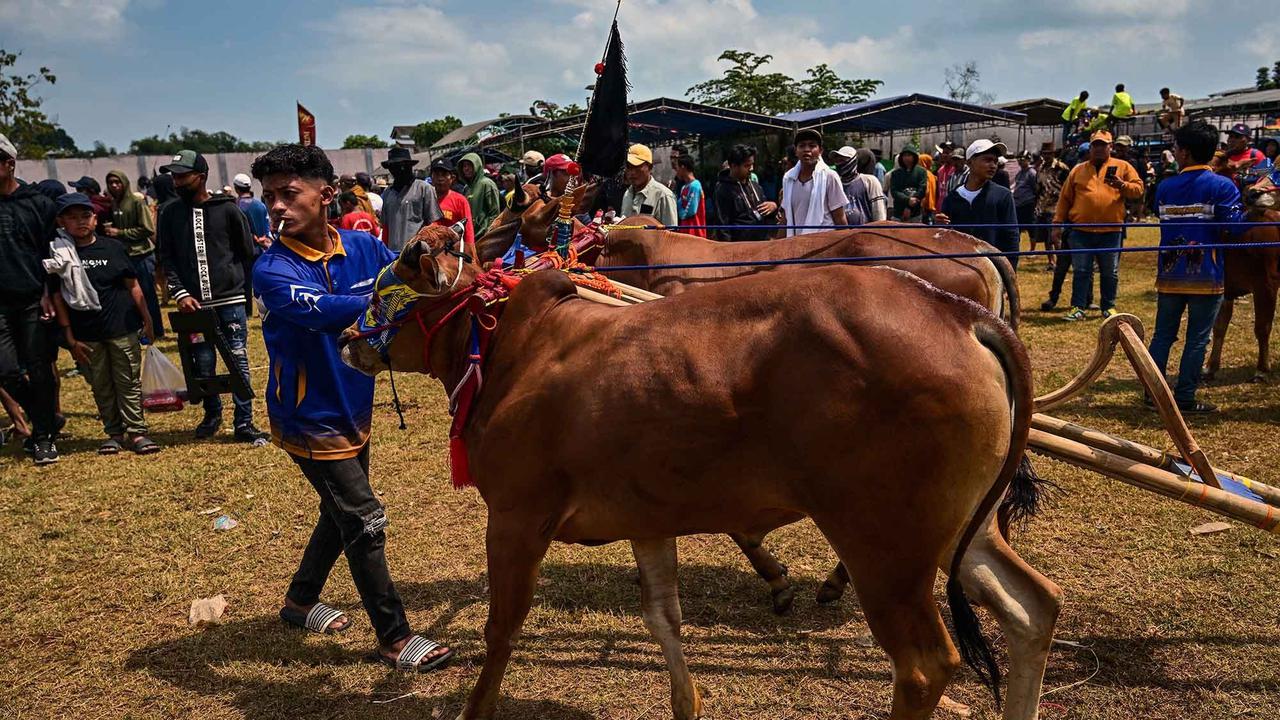 FOTO: Adu Cepat Karapan Sapi di Bangkalan Madura