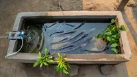 Cara Ternak Ikan Gabus di Lahan Sempit Kurang dari 10 Meter