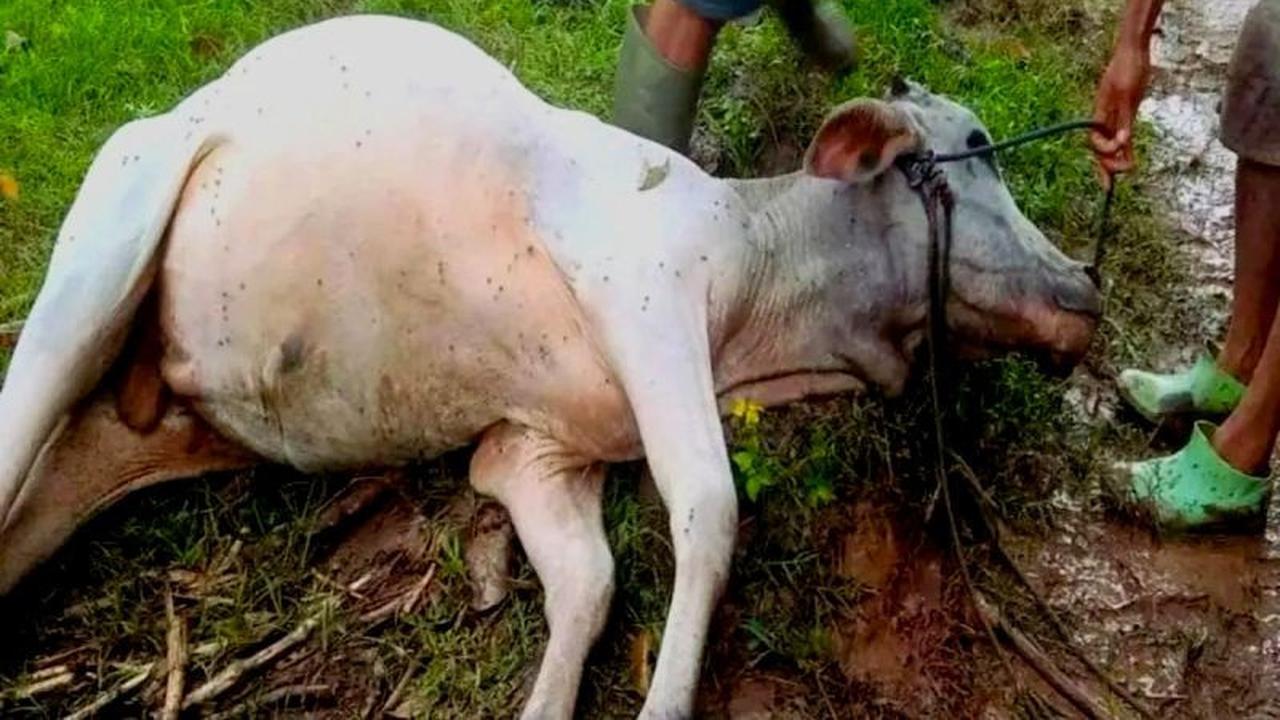 Hampir 780 Ribu Ternak Terdampak Bencana Sumatera, Kementan Siapkan Pemulihan