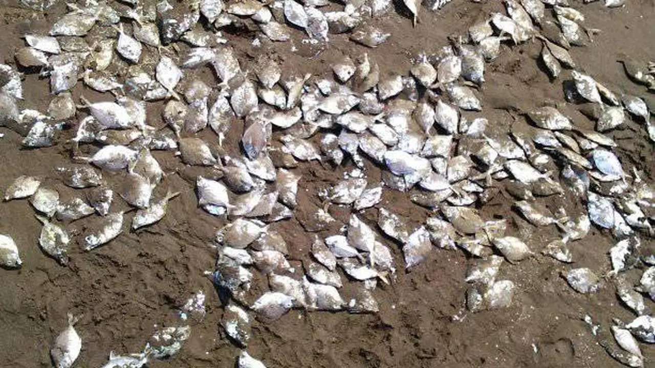 Ratusan orang memunguti jutaan ikan mati di Pantai Jetis, Cilacap, Jawa Tengah, Sabtu, 12 Oktober 2019. (Foto: Liputan6.com/Facebook-Paijo Kbm/Muhamad Ridlo)