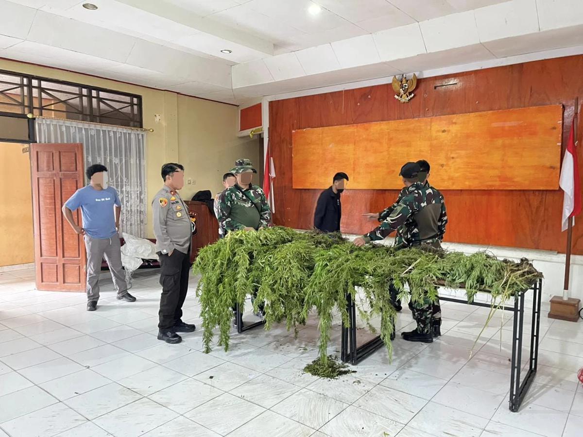 Ladang Ganja Berisi 226 Batang Ditemukan