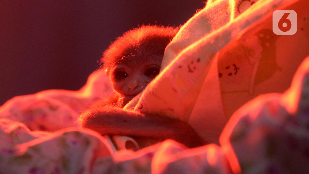 Menengok Bayi Owa Jawa yang Lahir Secara Caesar