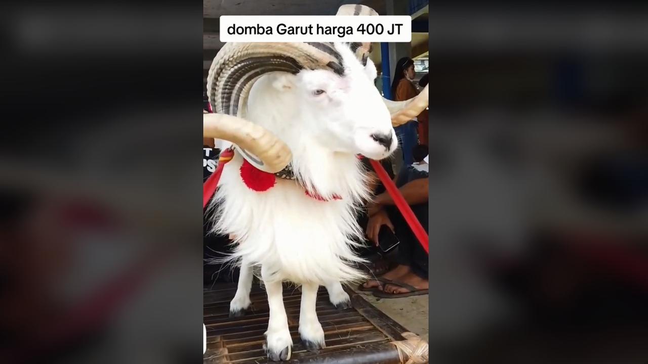 Viral Domba Garut Seharga Rp400 Juta, Warganet Puji Ganteng hingga Rajin Skincare