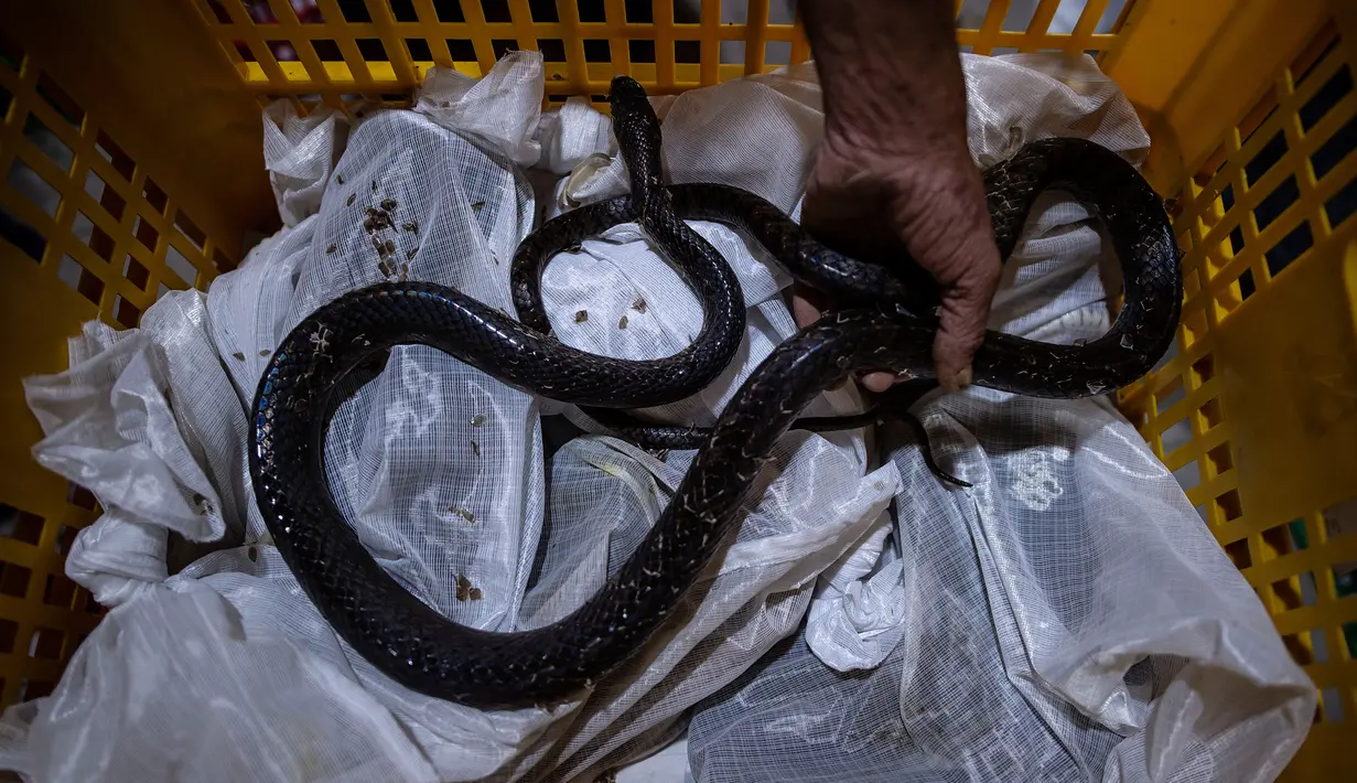 Petugas melakukan proses packing ular hidup di salah satu perusahaan eksportir di Surabaya, 13 Februari 2019. Sebanyak 800 ekor ular jali dari Indonesia dalam keadaan hidup dikirim ke Guangzhou, China via udara. (Juni Kriswanto/AFP)