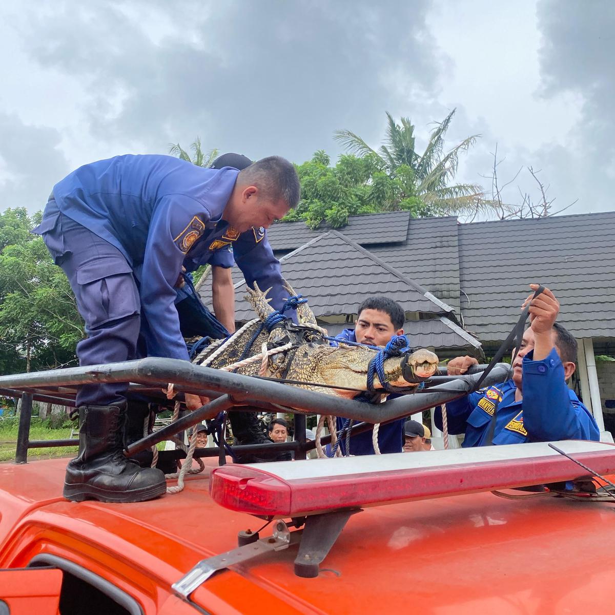 Penangkapan Buaya Masuk ke Desa Kohod Tangerang