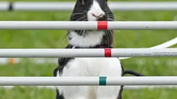 Seekor kelinci bersiap melompat pada pemanasan sebelum "kompetisi lompat kelinci" di Weissenbrunn vorm Wald, Jerman, Minggu (3/9). Kompetisi lompat kelinci ini dibagi empat kategori, dengan ketinggian rintangan antara 25 - 50 cm. (AP Photo/Jens Meyer)