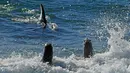 Paus pembunuh atau orca berenang dekat bibir pantai Punta Norte saat berburu singa laut di Argentina, Selasa (17/4). Setiap tahunnya pada bulan Maret dan April, paus orcas berburu singa laut muda yang sedang belajar berenang. (AP/Daniel Feldman)
