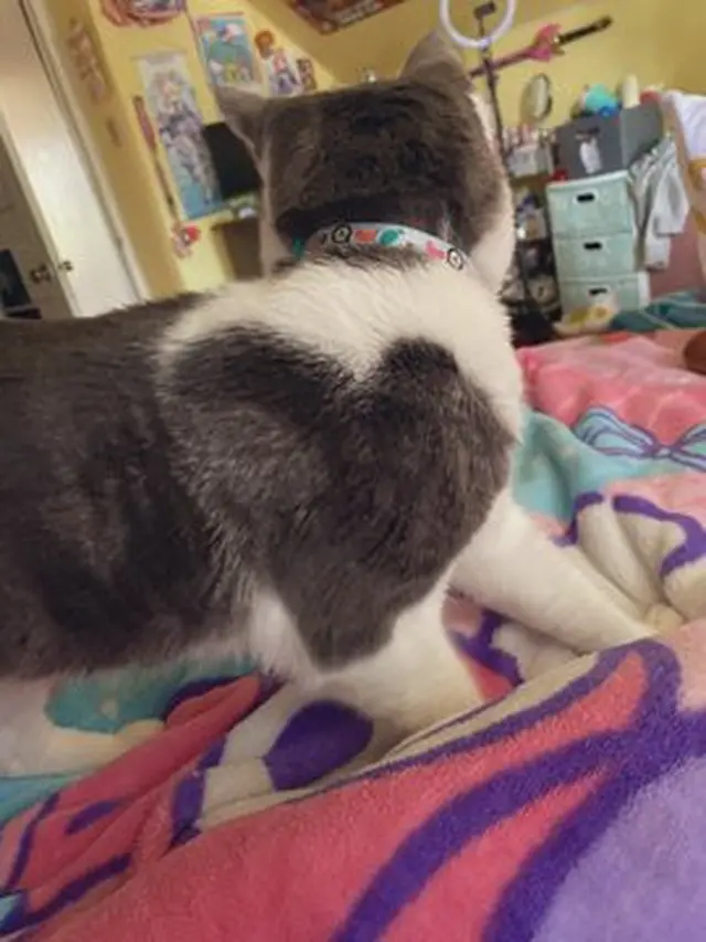 6 Motif Bulu Kucing Bentuk Hati Ini Unik Banget, Bikin Gemas