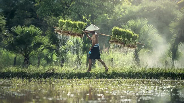 Ilustrasi petani