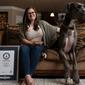 Zeus, anjing Great Dane Amerika berusia dua tahun berwarna abu-abu dan coklat dari Bedford, Texas, Amerika Serikat, telah dikonfirmasi Guinness World Records sebagai anjing jantan tertinggi yang hidup di dunia. (guinnessworldrecords.com)