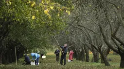 Penduduk setempat memetik buah apel dengan menggunakan alat seadanya di kebun apel di taman kota di Minsk, Belarusia (11/10/2019). Beberapa orang datang ke taman setiap hari untuk mengumpulkan apel secara gratis, dan ini sangat populer dengan orang-orang pensiunan. (AP Photo/Grits Sergei)