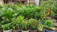 Anti Takut Harga Naik, ⁠11 Ide Kebun Mini Rumah yang Menjaga Ketersediaan Sayur Selama Minggu
