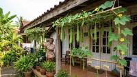 Cara Membuat Kebun Gambas Gantung Sederhana, Mudah Ditiru dan Panen Melimpah