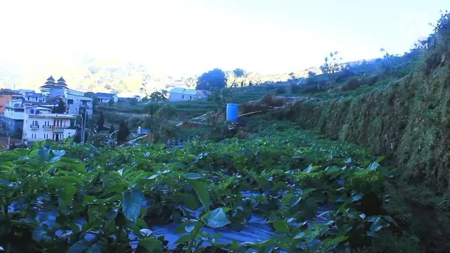 Puluhan hektar tanaman kentang dan sayuran milik petani di Wonosobo membusuk diserang udara dingin
