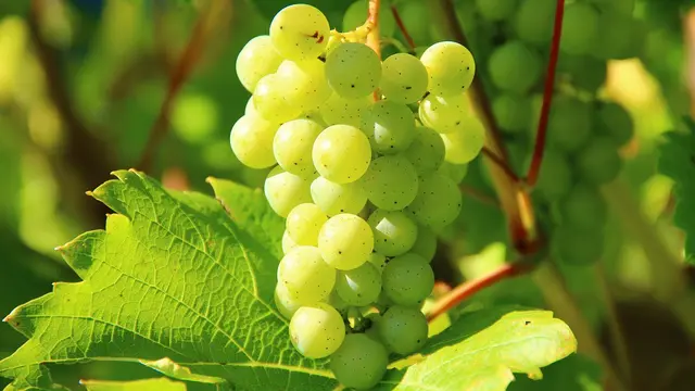 Anggur Muscat/Pixabay