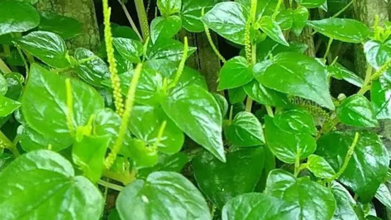 Daun Sirih Cina.