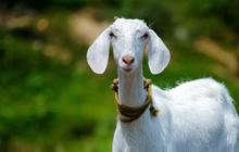 Pria Ini Dipenjara Enam Bulan, Gara-gara Iseng Kloning Kambing