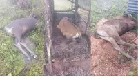 49 Ekor Sapi Milik Warga Mati Kedinginan