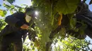 Seorang pemetik anggur bekerja selama panen tahun 2020 di kebun anggur kilang anggur Godeval di O Barco de Valdeorras, Spanyol (26/8/2020). (AFP Photo/Miguel Riopa)