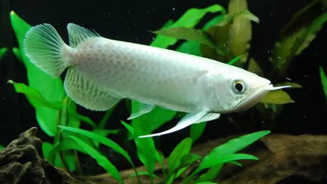 5 Jenis Ikan Tropis Termahal, Harganya Sampai Miliaran