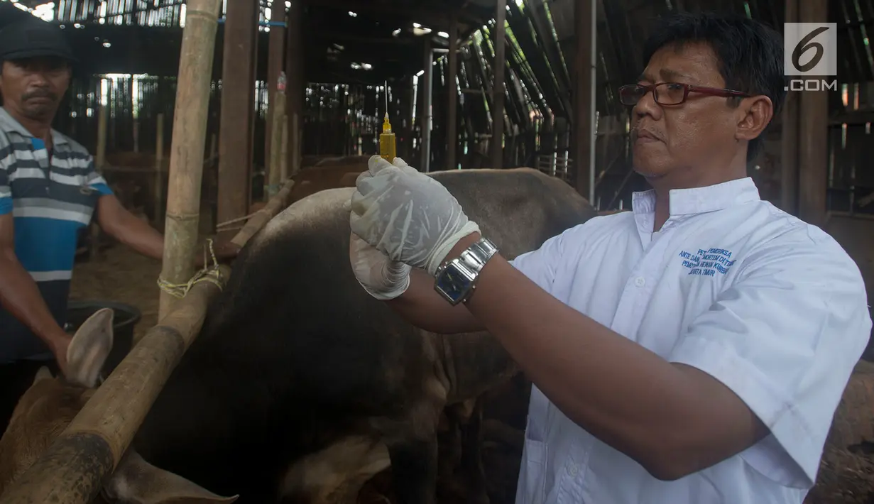 Petugas bersiap menyuntikkan antibiotik saat melakukan pemeriksaan pada sapi di Pondok Kelapa, Jakarta, Rabu (8/8). Pemeriksaan tersebut dilakukan untuk menjamin kelayakan dan kesehatan medis hewan kurban untuk dikonsumsi. (Merdeka.com/Imam Buhori)