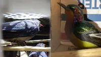 Terungkap Modus Licik Penyelundupan Ribuan Burung Langka di Pelabuhan Bakauheni