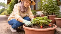 Cara Menanam Buah di Pot untuk Rumah Desa Tanpa Halaman