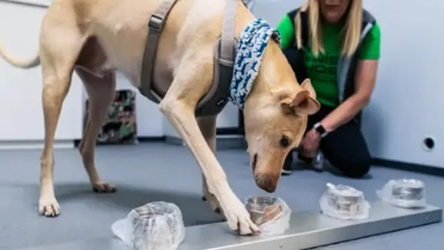 Bandara Ini Gunakan Jasa Anjing Untuk Deteksi Covid-19
