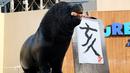 Singa laut 'Leo' (15) usai melukis aksara China tahun babi hutan sebagai persiapan Tahun Baru Imlek di Hakkeijima Sea Paradise, Yokohama, Tokyo (26/12). Tahun Baru Imlek akan dirayakan pada awal Februari 2019. (AFP Photo/Kazuhiro Nogi)