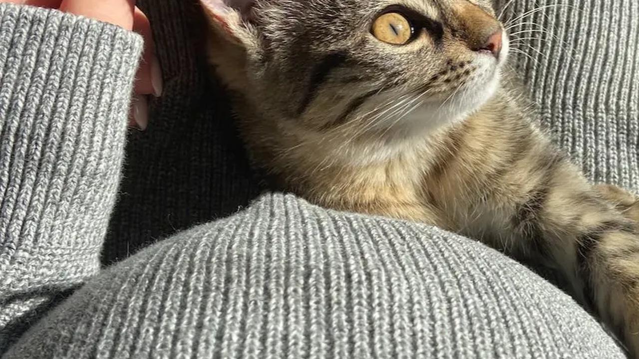 Mitos yang beredar menyebutkan bahwa memelihara kucing dapat membawa risiko keguguran atau masalah kesehatan lainnya.