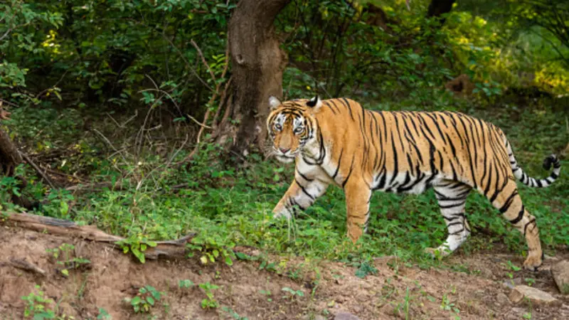 Ilustrasi harimau India. (Unsplash)