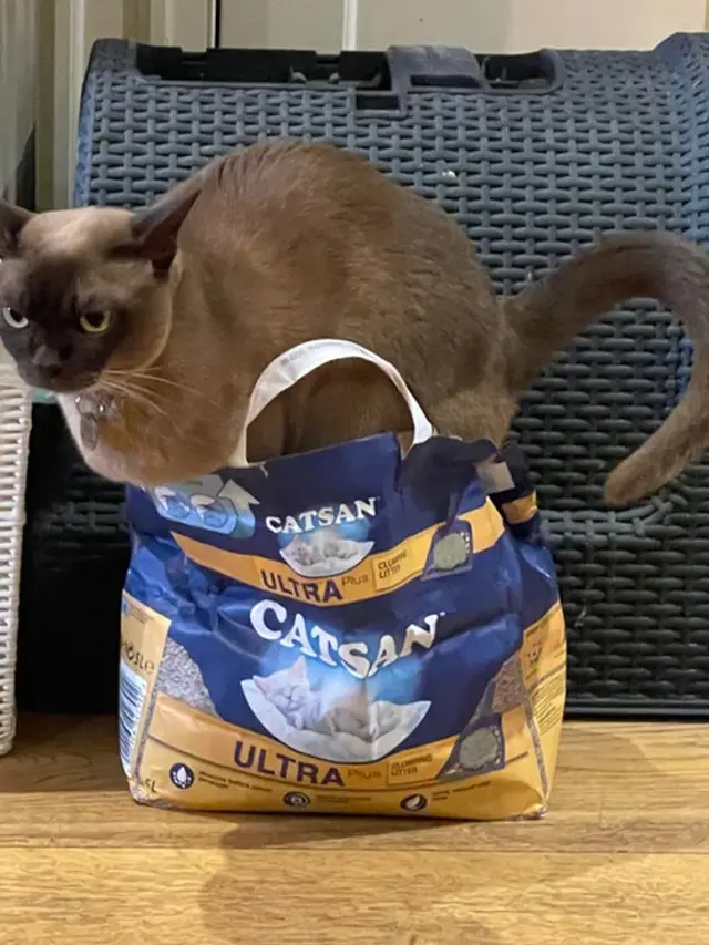 Potret Hewan dengan Sejumlah Aksi Lucu dan Kocak, Bikin Ngakak