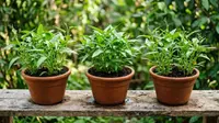 12 Sayuran Cepat Panen Meski Halaman Sempit ala Urban Farming