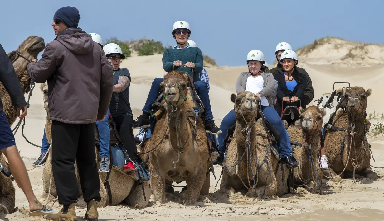 Turis bersiap untuk menunggang unta di sepanjang bukit pasir di Stockton Beach dekat Nelson Bay, Australia, Jumat (6/11/2020). Stockton Beach adalah rumah bagi bukit pasir bergerak terbesar di Belahan Bumi Selatan dengan beberapa di antaranya Tinggi 30 meter (98 kaki). (AP Photo/Mark Baker)