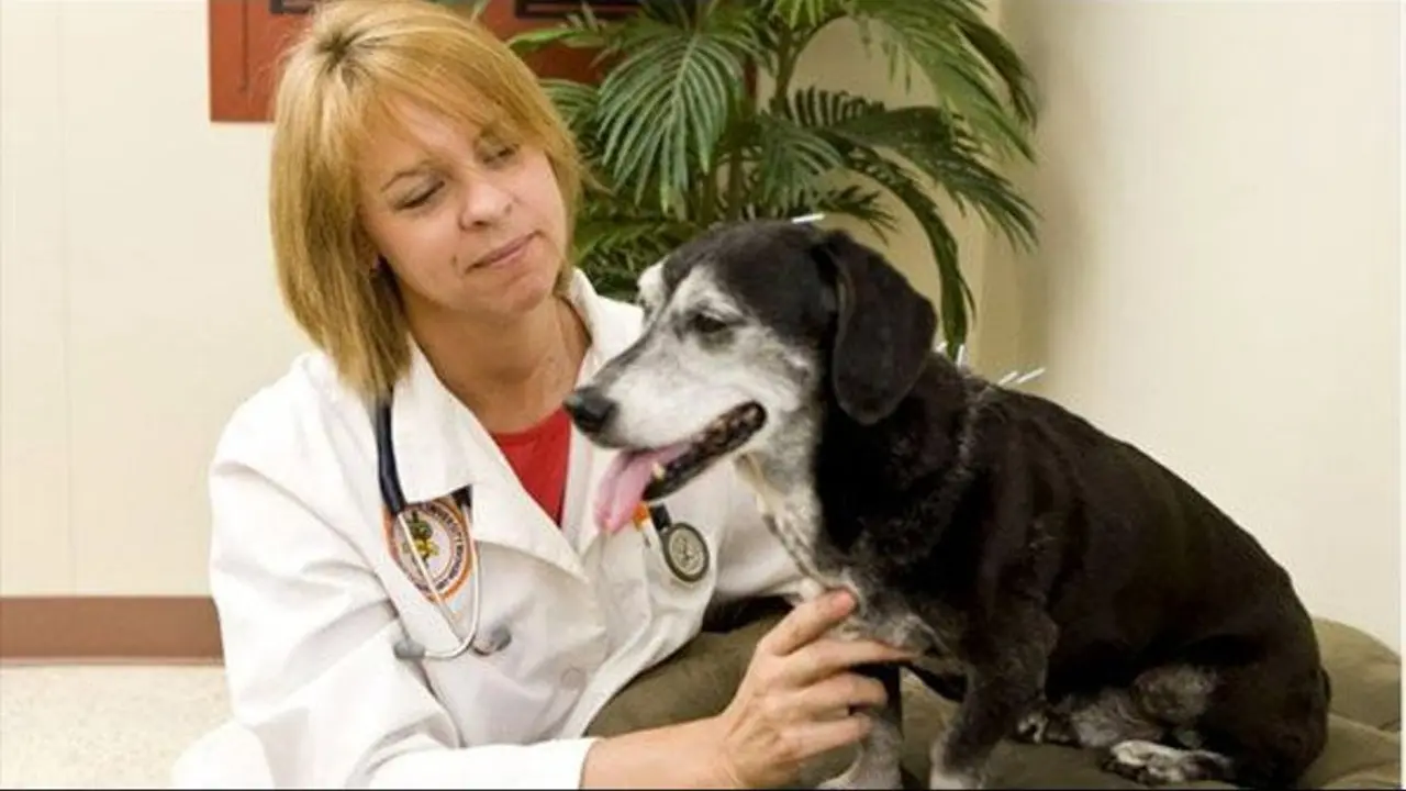 Akupunktur anjing  