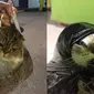 Potret Kucing di Dalam Plastik (Sumber: Twitter/redpanda1303)