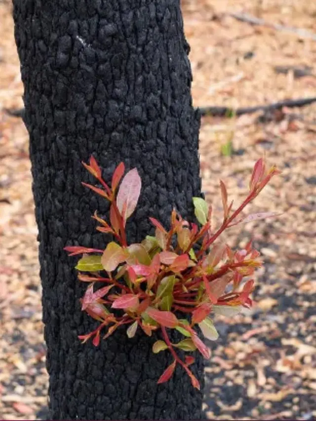 Foto Tumbuhan Hidup di Hutan Sisa Kebakaran Australia (sumber: worldofbuzz)