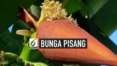 Tak banyak yang tahu selain buah pisang, bunga pisang juga bermanfaat sebagai nutrisi. Berikut ini lima manfaat dari bunga pisang untuk kesehatan.