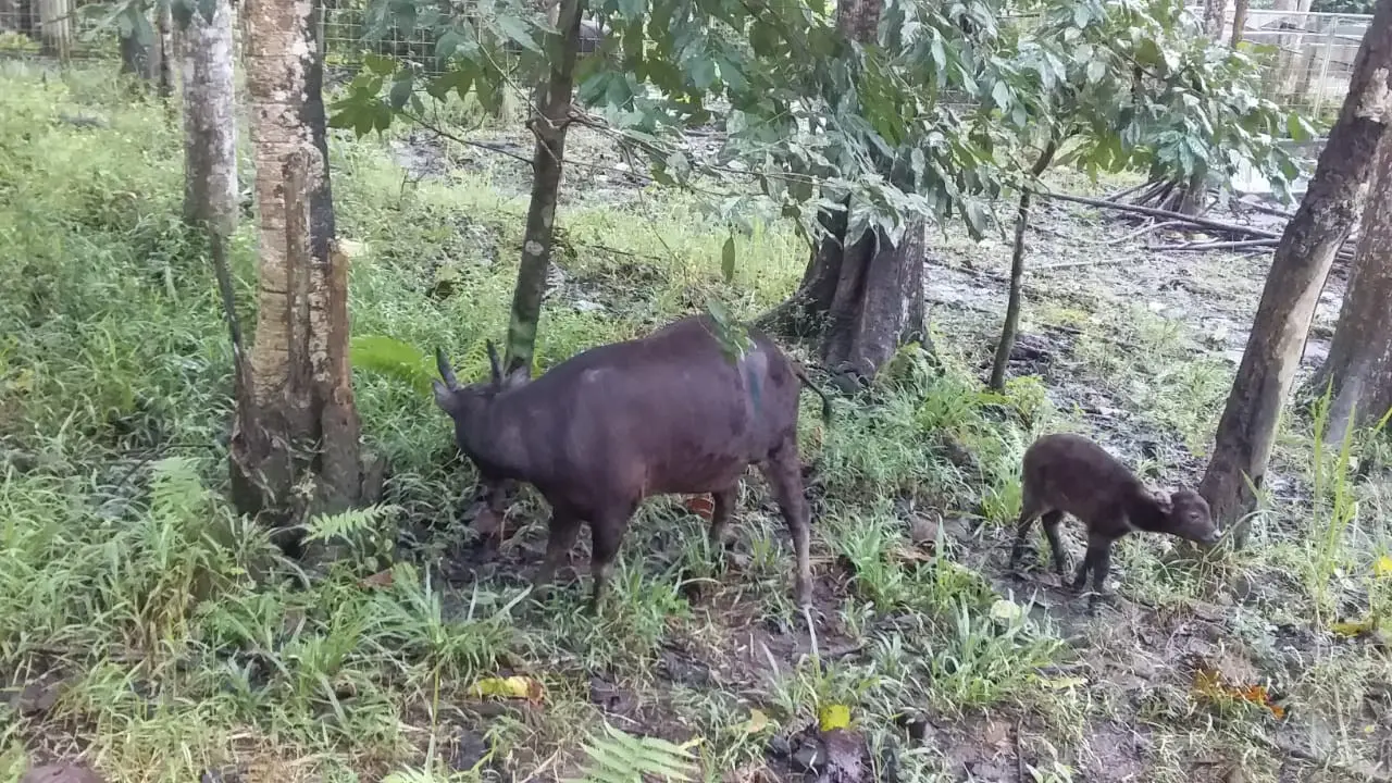 Bayi anoa bernama Raden bersama induknya Denok berada dalam kandang di Anoa Breeding Centre, BPSILHK Manado, Sulut, Kamis (2/2/2023).