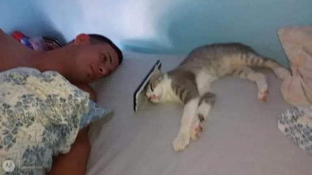 6 Aksi Kucing Bantu Majikan Nonton Film di HP, Lucu Maksimal