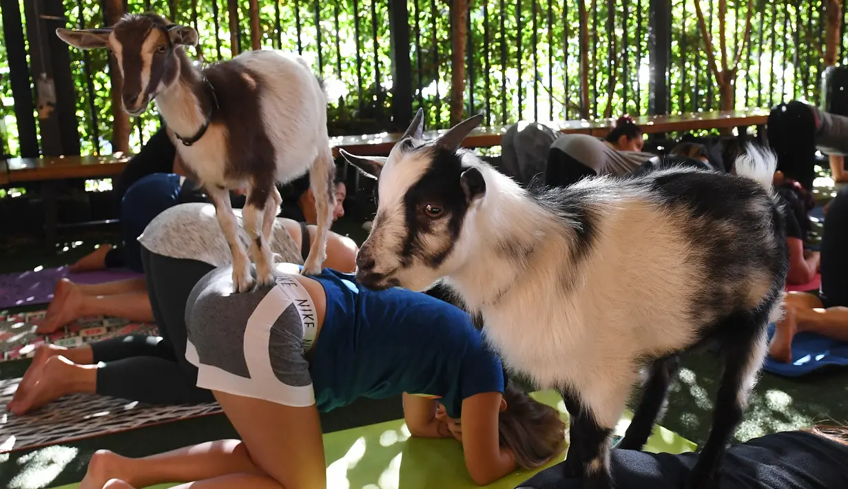 Dua ekor kambing Dwarf Nigeria menaiki tubuh peserta Yoga di Golden Road Pub di Los Angeles (7/5). Yoga bersama kambing yang kini menjadi tren di Amerika Serikat diselenggarakan oleh Hello Critter Goat Yoga. (AFP Photo/Mark Ralston)
