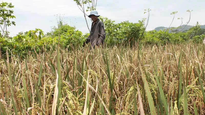 Hama-Hama Pengganggu Bayangi Sawah Petani Trenggalek dan Ponorogo