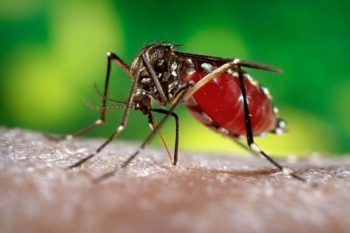 Tak Pernah ke Luar Negeri, Pria Jambi Ini Terinfeksi Virus Zika